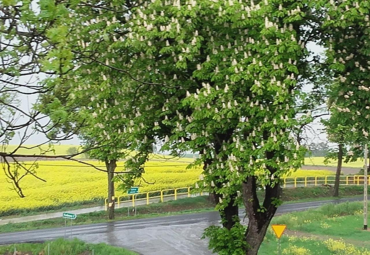 Noclegi Zdzislaw Sieradzki Zbiczno Exterior photo